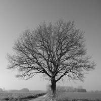 monochrome