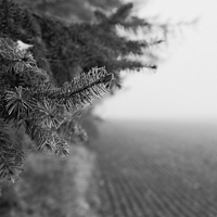 monochrome
