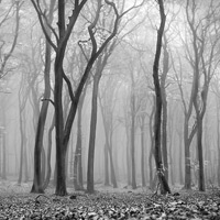 monochrome