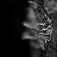 monochrome