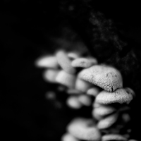 monochrome