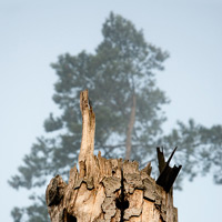 Natur