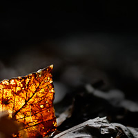 Natur