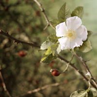 Natur
