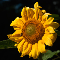 Natur
