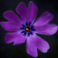Natur