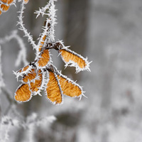 Natur