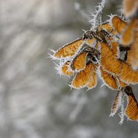 Natur