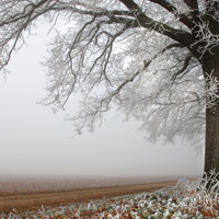 Natur