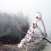 Natur