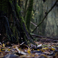 Natur