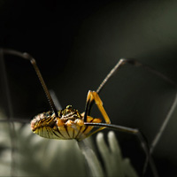 Natur