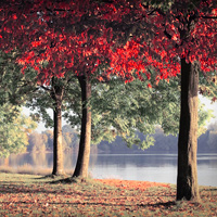 Natur