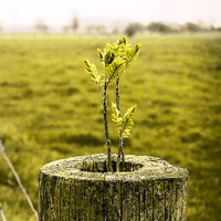 Natur