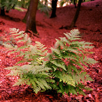 Natur