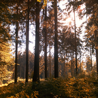 Natur