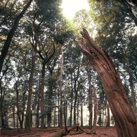 Natur