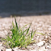 Natur